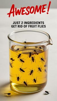 Homemade Fruit Fly Trap- best diy fruit fly trap to make at home. Few ingredients to catch a bunch! Fruit fly killer recipe