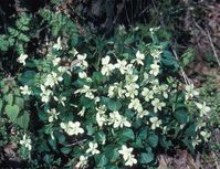 Viola striata (striped cream violet): Go Botany