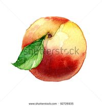 peach. watercolor painting on white background - stock photo