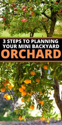 3 Steps on Planning Your Mini Backyard Orchard will show you how to start planning out your garden.  Designing your orchard is an important beginning for any homesteading garden. #backyardorchard #orcharddesign #orchardlayout #orchardgarden #orchardplanning