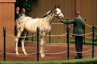 colt | USA | 2008 | by Allamystique out of Rutland Road #thoroughbred #colt #dominantwhite #colouredthoroughbred #whitethoroughbred