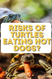 Can Turtles Eat Hot Dogs? This pin breaks down the dietary restrictions of turtles and evaluates the safety of hot dogs as a food choice. Perfect for those looking to keep their turtles healthy and happy with appropriate treats.