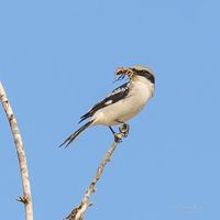 Northern Shrike