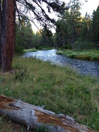 Metolius River, Camp Sherman, Oregon.