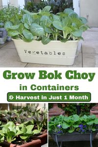 Growing Pak Choi in Containers is super easy! It is an ideal vegetable for gardeners as it grows quickly and doesn't take a lot of space!