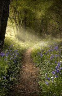 Bluebell Forest Path, run, run, run away!!!! As hard as you can run.. as long as you can run.. run away!