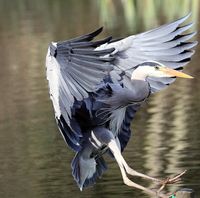 Heron in flight | A gentle landing. | Judy Rothchild | Flickr