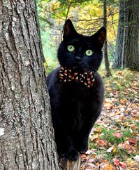 BlackCatTrails Instagram. Ledges looking for candy corn.