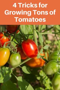 4 Tricks for Growing Tons of Tomatoes