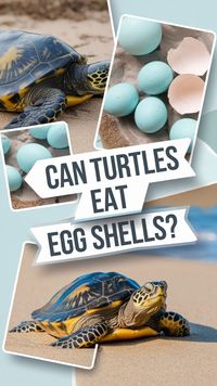 Curious if your Red Eared Slider Turtle can benefit from egg shells? Uncover the truth about this controversial food and how it fits into your Turtle's Feeding Schedule. Check out the blog for in-depth Pet Turtle Care advice and save this pin for all things Red Eared Slider Tank related!