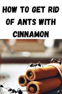 Say goodbye to ants with this effective Cinnamon Ant Repellant! Learn how to make a Repellent DIY using Cinnamon Essential Oil and Cinnamon Water for a safe, Natural Ant Repellant. Create a powerful Diy Bug Spray or Ant Killer Spray to keep Sugar Ants away. This Homemade Ant Killer recipe, featuring Cinnamon Oil, is a game-changer in pest control. Discover the best Diy Bug Repellent and Ants Repellent DIY solutions for your home with this easy DIY Cinnamon method!