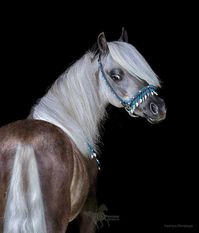 A black horse with the silver gene will have a chocolate body, with or without dapples, and a flaxen to white mane & tail.