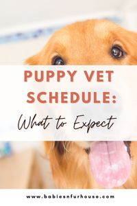 Did you just get a new puppy and wonder how many rounds of shots he/she need? Well, you don’t have to worry about that! After getting everything on your new puppy checklist, the next thing that needs to be done is getting on a puppy vet schedule. Check out the puppy vet schedule and what to expect with a new puppy!