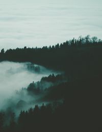 Moody forest scene. Photo from Daniel Kainz on #unsplash.