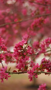 Spring Phone Wallpaper | Pink Flowers | Nature Background 