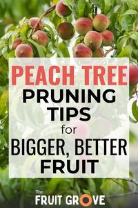 Learn how to prune peach trees with this simple guide! Pruning your own trees can be intimidating at first, but these peach pruning tips will help you know exactly why, when, and how to trim each season. You’ll see a big difference in the size and quality of your fruit with consistent, moderate pruning. Add this crucial step to your peach tree care, and be prepared to reap an amazing harvest! Check out the article for pruning tips, tools, and instructions.