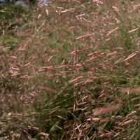 purple lovegrass - east side of front bed, full sun, well drained soil