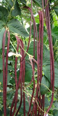 Exotic Vegetables and Herbs | HGTV