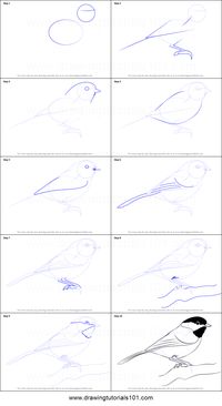 How to Draw a Black-Capped Chickadee printable step by step drawing sheet : DrawingTutorials101.com