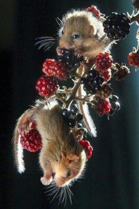 Mice eating blackberries