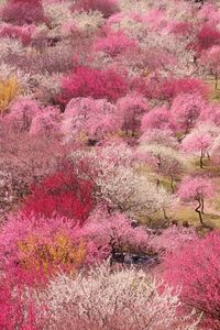 Sakura - Cerisiers d'ornement du Japon Ici en plein "cherry blossom"