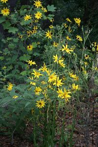 Pale Leaf Sunflower (Helianthus Strumosus)