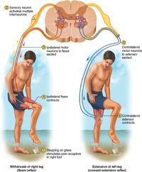 The Flexor (Withdrawal) Reflex - this reflex of a limb results from an injurious stimuli; such as stepping on glass barefooted. Even before a person becomes consciously aware that they have been hurt, their foot pulls away automatically. This results from contraction of the flexors and relaxation of the extensors.The polysynaptic reflex arc is part of this process - a pathway in which signals travel over many synapses on their way back to the muscle