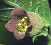 Poisonous Plants:  Atropa belladonna (Deadly Nightshade).