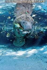 Manatee are often surrounded by bream, snapper and other enterprising fish.