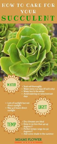 How to care for your succulents at home!