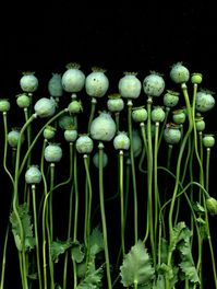 Papaver somniferum Photo by horticultural art on flickr