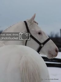 stallion | USA | 2003 | by Airdrie Apache out of Painted Cielo #thoroughbred #stallion #dominantwhite #colouredthoroughbred #whitethoroughbred