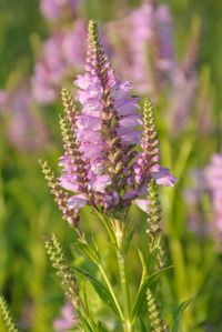 Native Plants & Seeds | Prairie Nursery