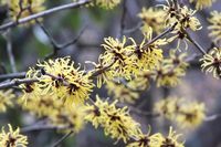 Hamamelis mollis 'Jermyn's Gold' (Chinese Witch Hazel) is a large, erect deciduous shrub with pleasantly fragrant, golden yellow flowers in winter and early spring. Each flower consists of 4 golden ribbon-like, slightly curled and crimped, strap-shaped petals, delicately tinted red at their bases. Clustered along the leafless branches, the flowers unfurl their spidery petals on mild days.