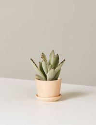 The Panda Plant is paired with our Ezra Planter, an American-made stoneware vessel measuring 2" tall and 2½" wide. It comes potted in our potting mix.