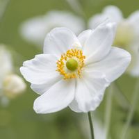 Buy Japanese anemone Anemone × hybrida Honorine Jobert: £11.39 Delivery by Crocus