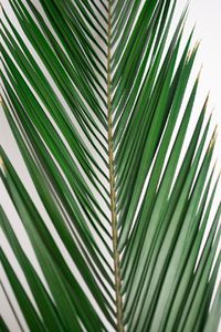 Part of screen in entrance? || Also available in 22" || 17.00 SALE PRICE! 5 Stems. These 32in Colombian Phoenix Palm Leaves are for tall floral arrangements. The palm is natural and preserved. Each is 32 to 33i...