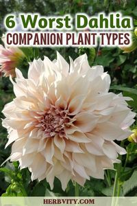 "🍃🚫 Unfavorable Pairings: 6 Plants that Don't Mix Well with Dahlias! 🌱✨ Learn about the potential clashes that can impact your dahlia garden, helping you make informed choices for a flourishing and visually appealing landscape. 🌿🌸 #GardenAwareness #DahliaCompanions #CompanionPlantingFails #FloralCaution"