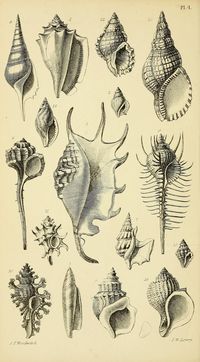 #6 nz - 1868 - A manual of the Mollusca : a treatise on recent and fossil shells / by Dr. S. P. Woodward ; illustrated by A. N. Waterhouse and Joseph Wilson Lowry. via BHL