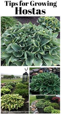 Tips for Growing Hostas Collage from Walking on Sunshine Recipes #gardening #gardeningtips #gardenideas