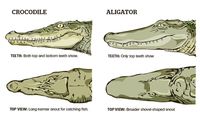 gator or croc