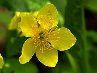 コキンバイ (小金梅)  Geum ternatum, Waldsteinia ternata