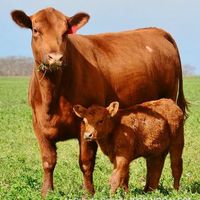 Red Angus cow and calf.