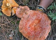 Saffron Milk Cap (Lactarius Deliciosus) in Alberta