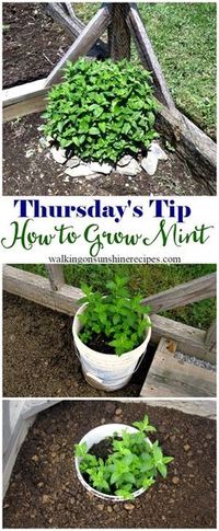 5 Tips on How to Grow Mint in Your Garden - Thursday's Tip from Walking on Sunshine Recipes