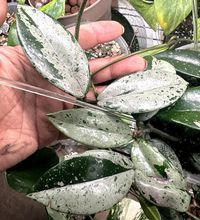 This listing is for Hoya Wilbur Graves China High Variegation. Buyer will receive a single node unroofed cutting with one or two leaves. Grower's choice. Photo shown are examples of what will be received!  Hoya plants, commonly known as wax plants, are characterized by their glossy leaves and distinctive star-shaped flowers. These low-maintenance houseplants are ideal for indoor spaces, thriving in moderate light and requiring infrequent watering. Their unique appearance and resilience make them a popular choice for plant collectors. PLANT CARE:  Light: Medium to Bright, Indirect Light Humidity: Medium  Water: Allow to dry out. Do not overwater.  Soil: Well draining, chunky soil. FAQ's:  Shipping: MONDAY to WEDNESDAY, so you can expect your new plant to arrive at your doorstep in no time.