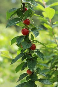 Edible Landscaping: Nanking Cherry Bushes