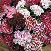 Sweet William Mix (Dianthus Barbatus) - There is no disappointment with this wild flower seed! It is winter hardy to USDA Zones 3-9. 1/4 oz Pack approx - 6,500 Seeds1 oz Pack Approx- 26,250 SeedsThis Dianthus Sweet William mix is a short-lived perennial wild flower seed that is perhaps best grown as a biennial. Many of the new cultivars will bloom the first year from wild flower seed when the seed is started early enough. Sweet William flowers are grown best in deep, organically rich, well-drained soils in full sun, but generally appreciates some light afternoon shade in hot summer climates such as the South. In optimum growing conditions it will re-seed each year and remain in the garden for many years as if it were a long-lived perennial. Prompt deadheading of spent flowers (shear back l