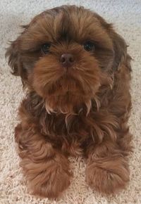 RED Shih-Tzu from Glory Ridge Shih-Tzu. QUALITY Shih-Tzu since 1986.