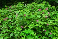 Rubus odoratus (Flowering Raspberry)